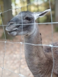 Unser fast kostenloser Familienausflug in den Wildpark Pforzheim – ein echter Geheimtipp!